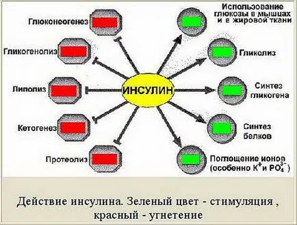 Биологичният ролята и значението на инсулин в метаболизма на въглехидратите в организма (как работи и какво