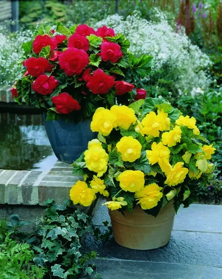 Begonia tubercul în grădină, fotografie, planta o gradina