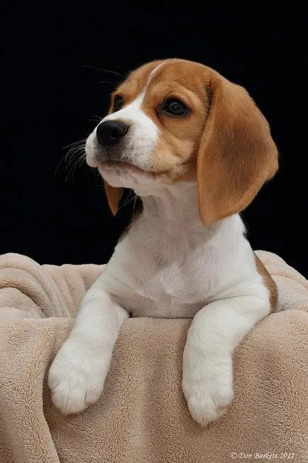 fotografie Beagle, descriere câine rasa, caracterul și preț