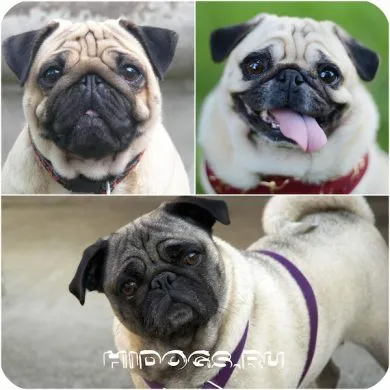 Boli ale encefalită Mops Pug, rasa predispoziție