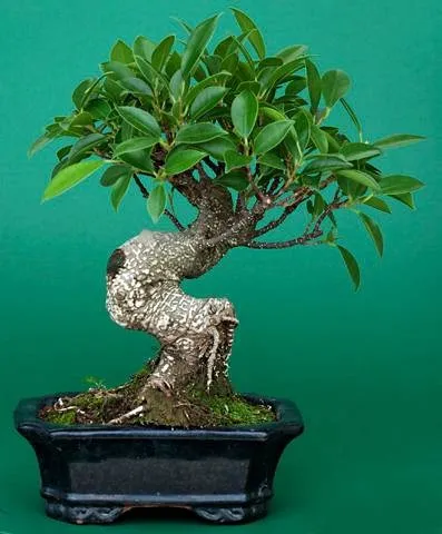 Bonsai alapjait növekvő és gondozási tippek