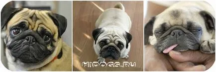 Boli ale encefalită Mops Pug, rasa predispoziție