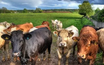 Cow-betegség és a tünetek a szürkehályog, tályogok, veszettség