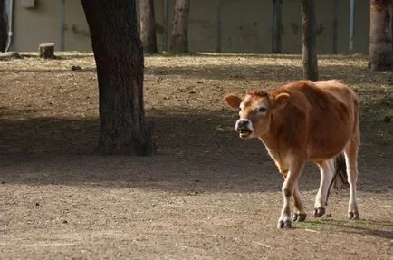 Cow-betegség és a tünetek a szürkehályog, tályogok, veszettség