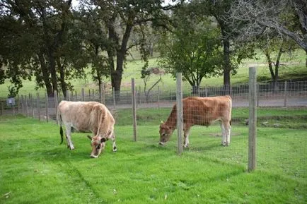 Cow-betegség és a tünetek a szürkehályog, tályogok, veszettség