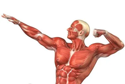 dureri musculare după un antrenament - dacă acidul lactic de vină