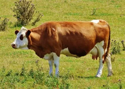 Cow-betegség és a tünetek a szürkehályog, tályogok, veszettség