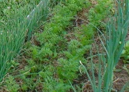 Ideea de afaceri - în creștere morcovi, cultură,