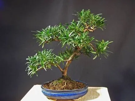 Bonsai alapjait növekvő és gondozási tippek