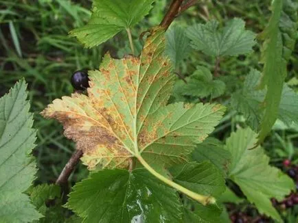 Boli coacăze negre tratamentul și îngrijirea lor pentru începători