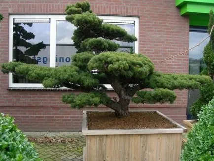 Bonsai alapjait növekvő és gondozási tippek