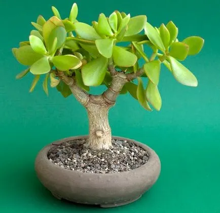 Bonsai alapjait növekvő és gondozási tippek