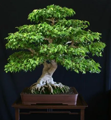 Bonsai alapjait növekvő és gondozási tippek