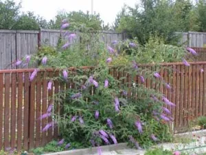 Buddleja David ültetés és gondozás, szaporítás, fajták