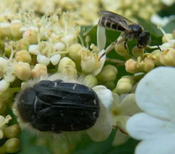 Chafer - un miracol al naturii, sau dușmanul grădinari