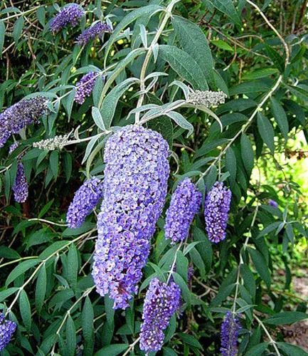 Buddleja засаждане и грижи, видове и разновидности, снимки