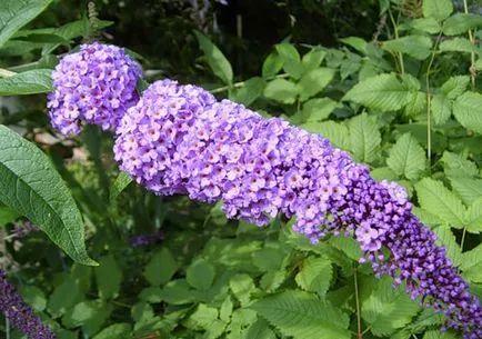 Buddleja засаждане и грижи, видове и разновидности, снимки