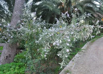 Buddleja засаждане и грижи, видове и разновидности, снимки