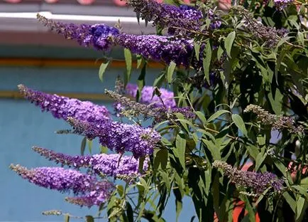 Buddleja засаждане и грижи, видове и разновидности, снимки