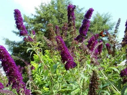 Buddleja Дейвид засаждане и грижи, размножаване, сортове