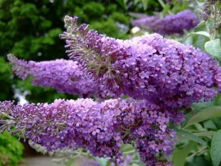 Buddleja Дейвид (35 снимки) засаждане и грижи в открито поле, близо до Москва, подслон за зимата,