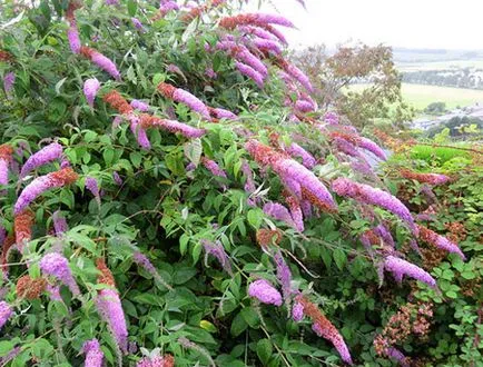 Buddleja засаждане и грижи, видове и разновидности, снимки