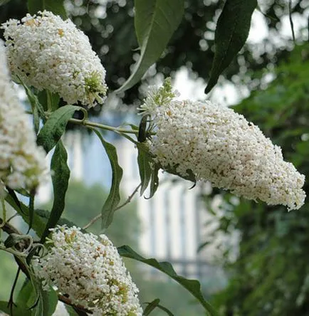 Buddleja засаждане и грижи, видове и разновидности, снимки