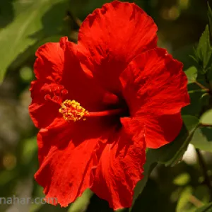 A Hibiscus hasznos, hogy kell alkalmazni, a boszorkány doktor