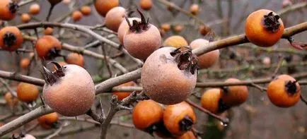 Loquat este util și care include acest fruct