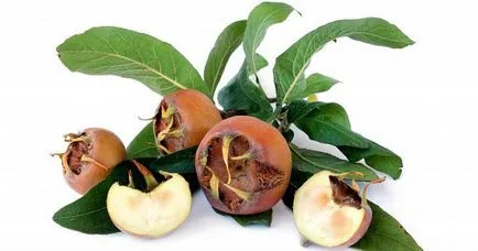 Loquat este util și care include acest fruct