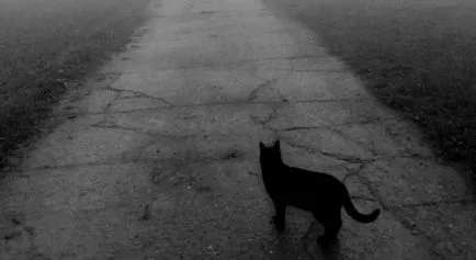Черна котка изтича другата страна на пътя