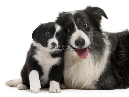Черно-бели описание куче, снимки и цени