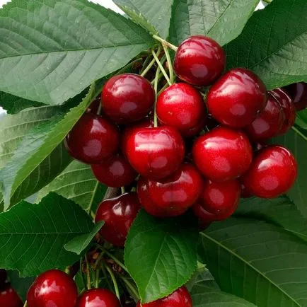 Cherry în Siberia de plantare și îngrijire