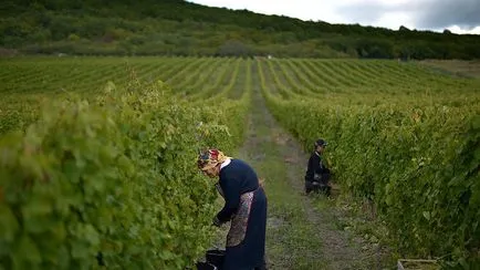 Ce este garaj vinoveri vin