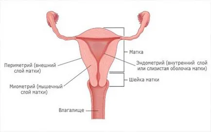 Mi adenomyosis hogyan kezelje tüneteit