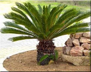 Cycas (cykas)