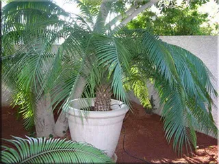 Cycas (cykas)