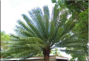 Cycas (cykas)