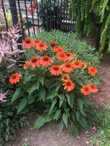 floare de Echinacea în creștere din semințe, atunci când pentru a planta, plantare și îngrijire