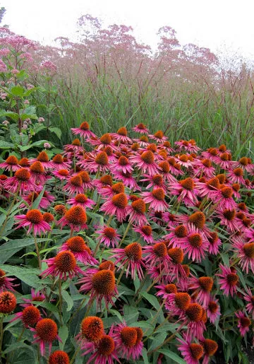 floare de Echinacea în creștere din semințe, atunci când pentru a planta, plantare și îngrijire