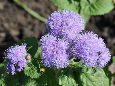 specii de flori Ageratum și soiuri de flori - Enciclopedia