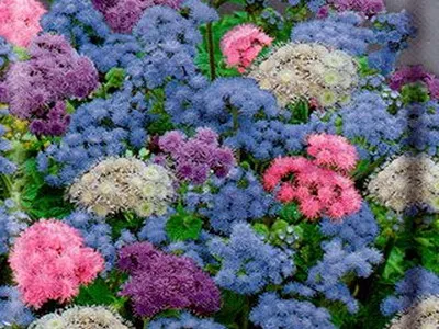 specii de flori Ageratum și soiuri de flori - Enciclopedia