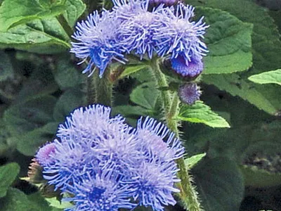 specii de flori Ageratum și soiuri de flori - Enciclopedia