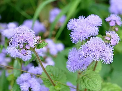 specii de flori Ageratum și soiuri de flori - Enciclopedia