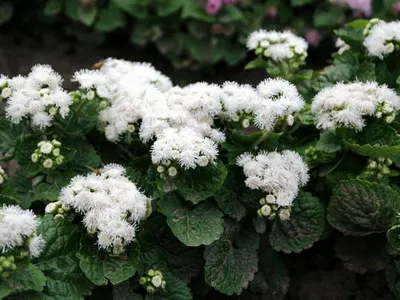 specii de flori Ageratum și soiuri de flori - Enciclopedia