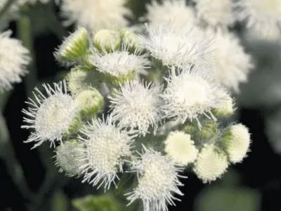 specii de flori Ageratum și soiuri de flori - Enciclopedia