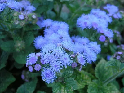 specii de flori Ageratum și soiuri de flori - Enciclopedia