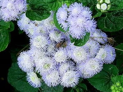 Ageratum цветни видове и сортове - Цветя Енциклопедия