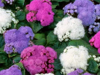 specii de flori Ageratum și soiuri de flori - Enciclopedia