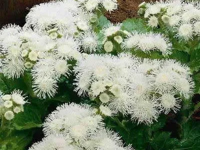 specii de flori Ageratum și soiuri de flori - Enciclopedia